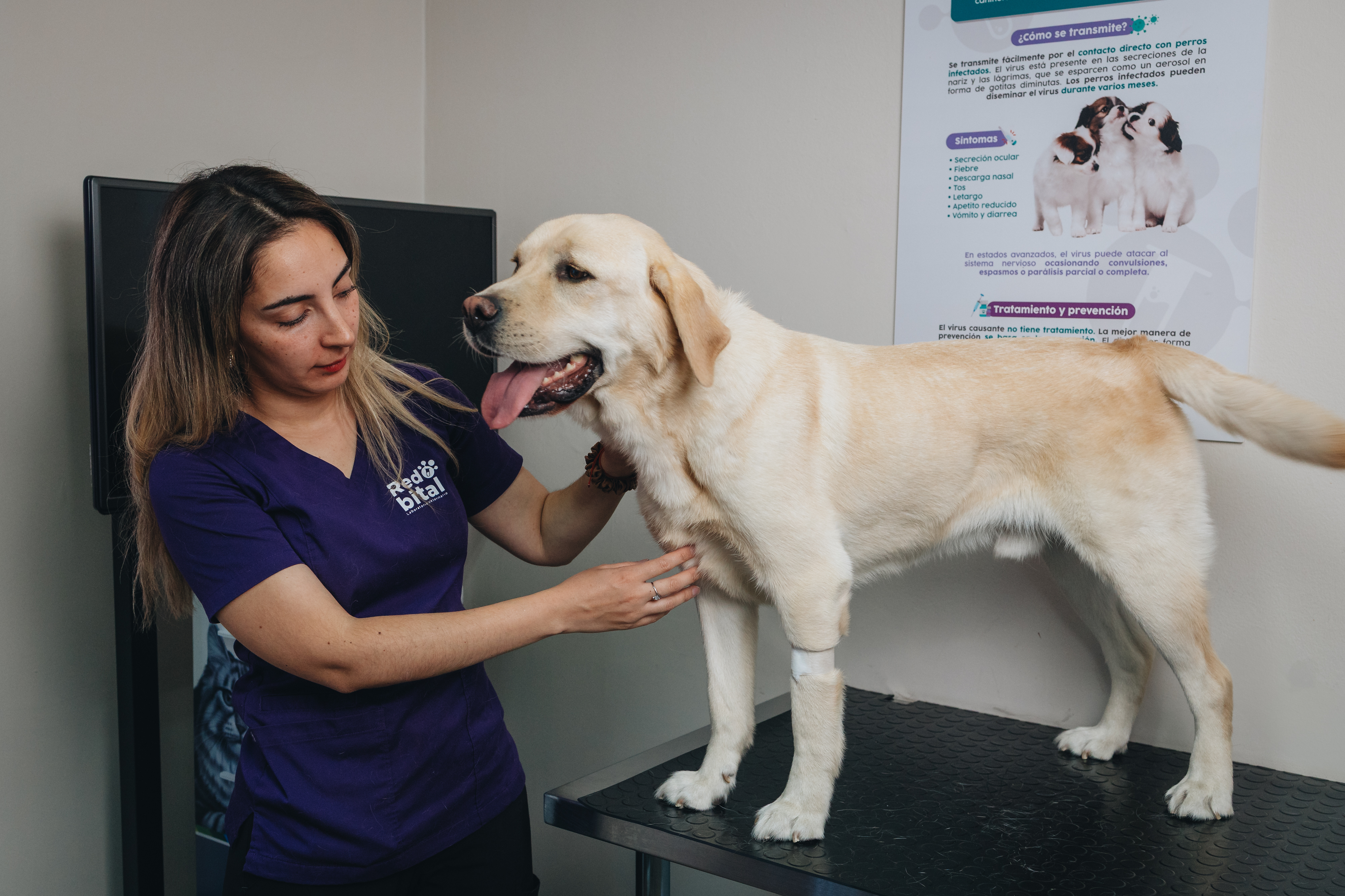 Labrador siendo revisado por el equipo de Redbital